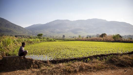 Farmers Restore Soil in Malawi