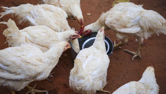 Savings groups, business training and food distributions enable small businesses to thrive.