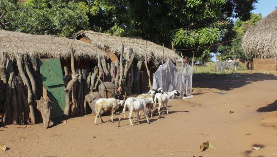 goat herd in central african republic