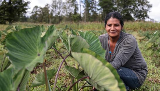 Una mujer sentada en un campo lleno de hojas de malanga.