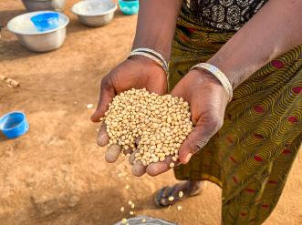 hnads holding soy beans for processing