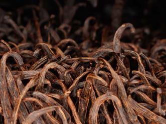 Vanilla beans