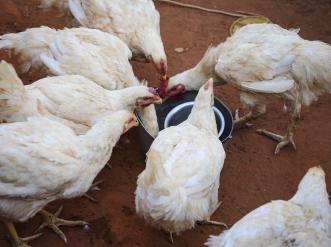 Savings groups, business training and food distributions enable small businesses to thrive.