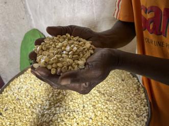 cupped hands holding grain