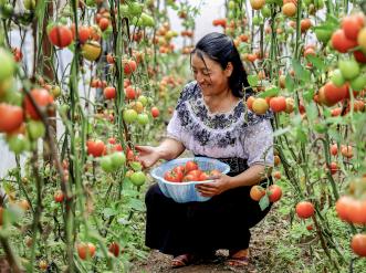 A woman harvesting tomatoes. 