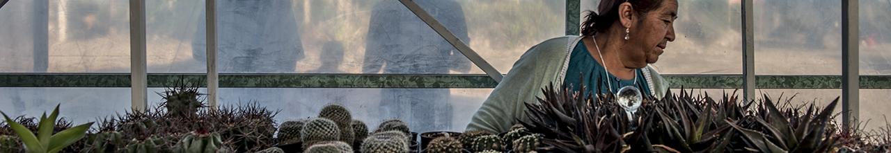 woman growing cacti in Mexico 