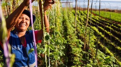 Woman operates a drip irrigation system in crop field