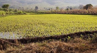 A child sits near rice fields in Malawi 