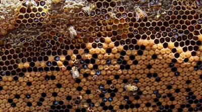 beekeeping in Nicaragua