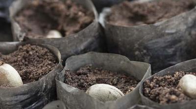 Benin cashew producer