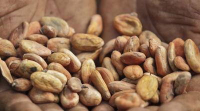 cacao in hands