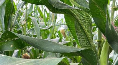 Chad maize crop