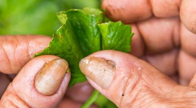 cleaning vegetables Vietnam