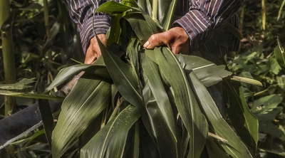 farmers hands holding crops