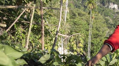 gardener in timor leste