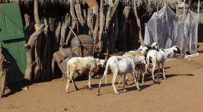 goat herd in Central African Republic 