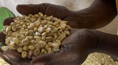 hands holding grain in Central African Republic