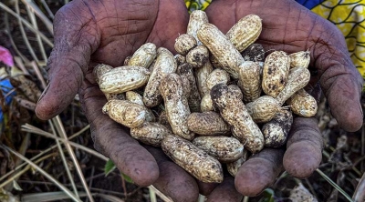hands holding peanuts