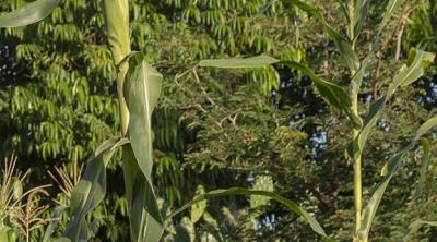 Madagascar farmer