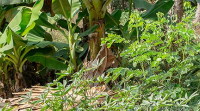 Myanmar food security