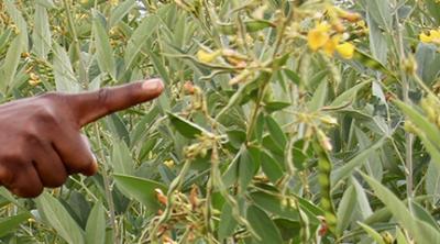 pigeon pea crop in Zambia