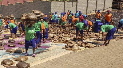drying vanilla in Uganda