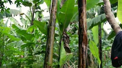 using a hand plane in Rwanda