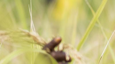 woman in rice field in Sierra Leone