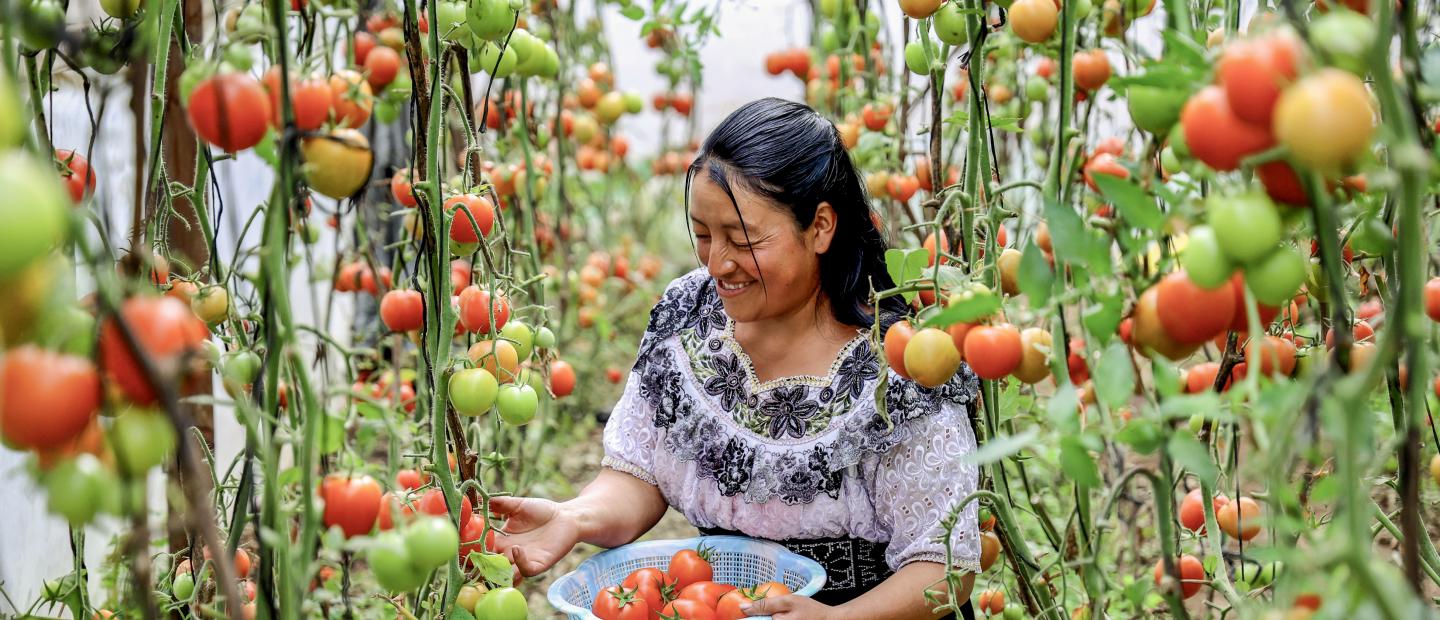 A woman harvesting tomatoes.