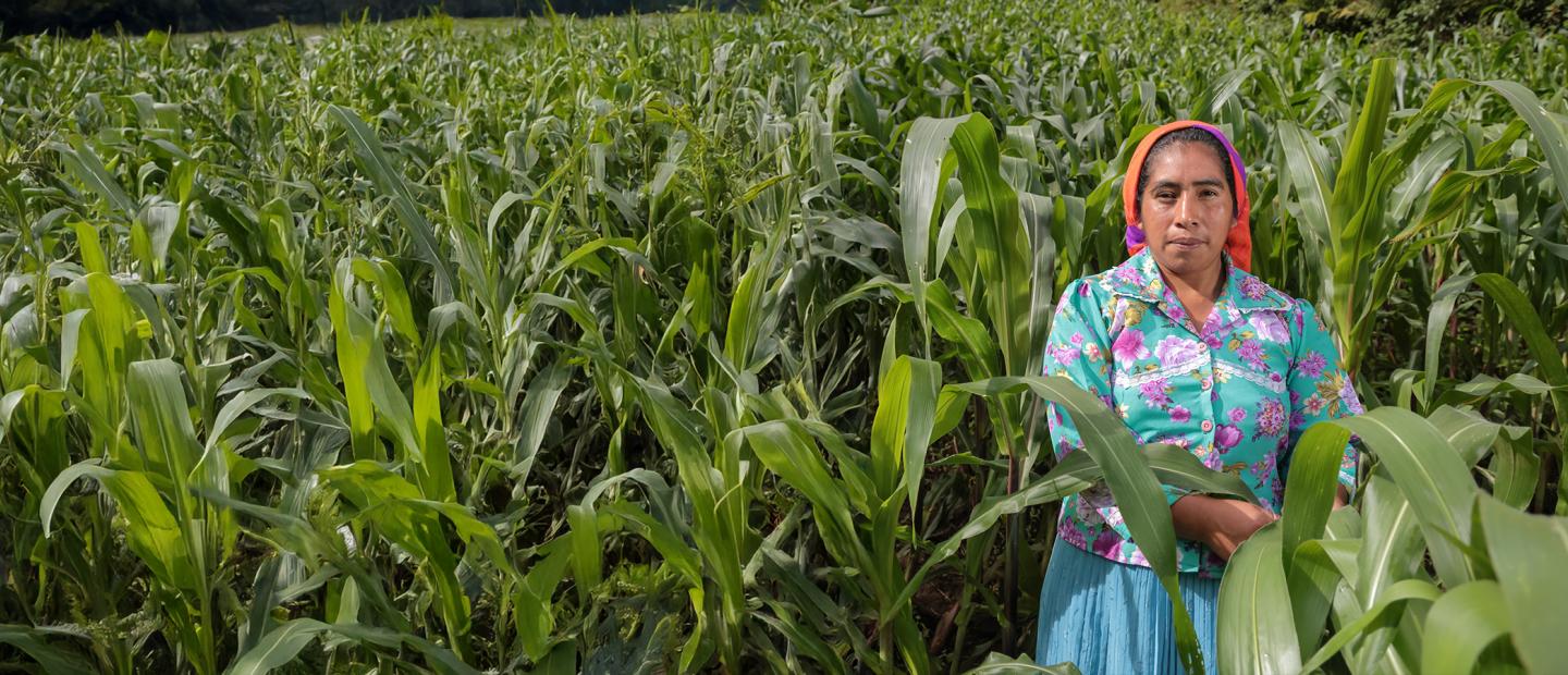 woman in corn field
