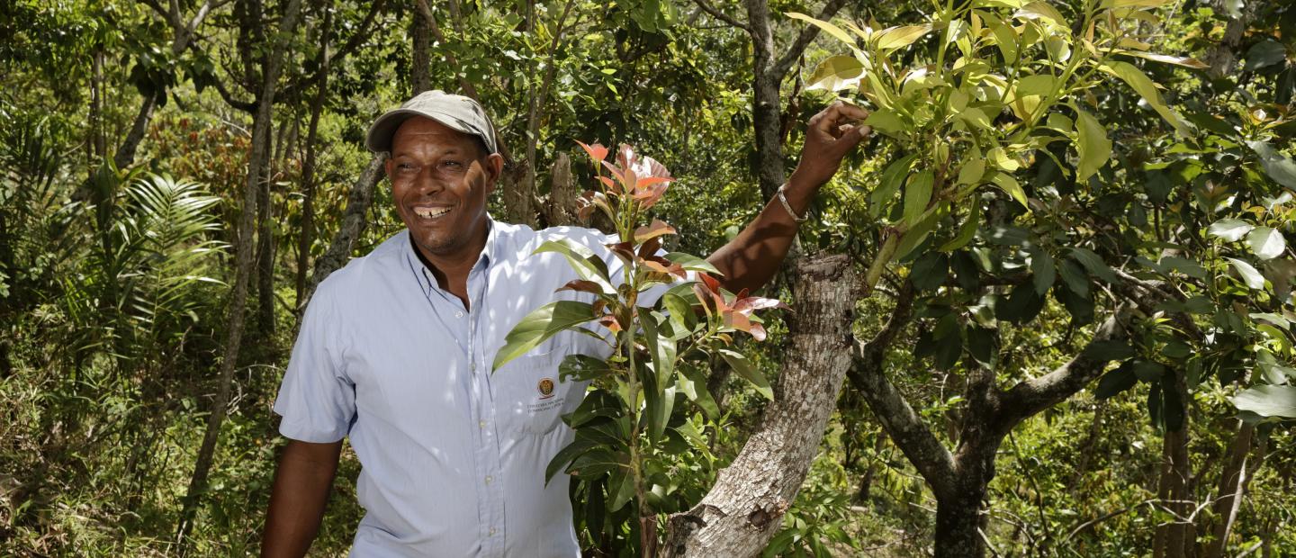 A man standing with a grafted avocado tree.