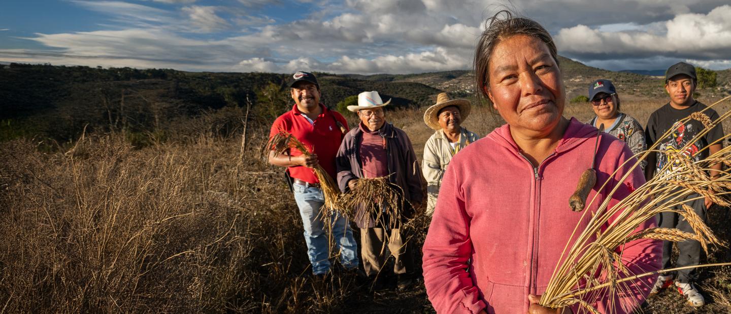 farmer holding grain stalks in field at sunset with other farmers in the background