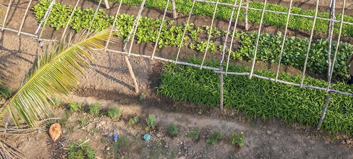 Aerial view of a farm in Laos.