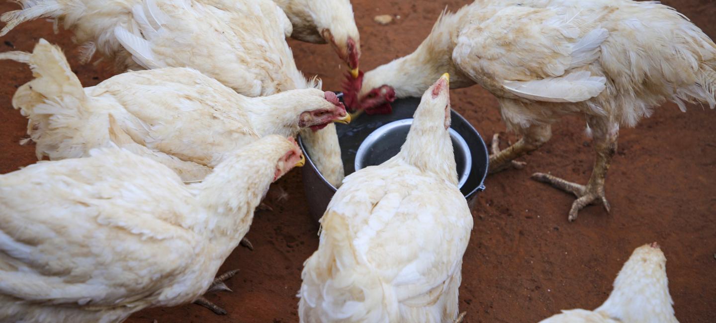 Savings groups, business training and food distributions enable small businesses to thrive.