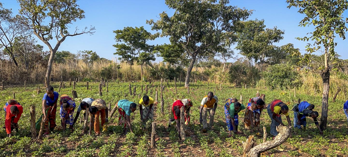 Improved agricultural techniques help farmers build resilience