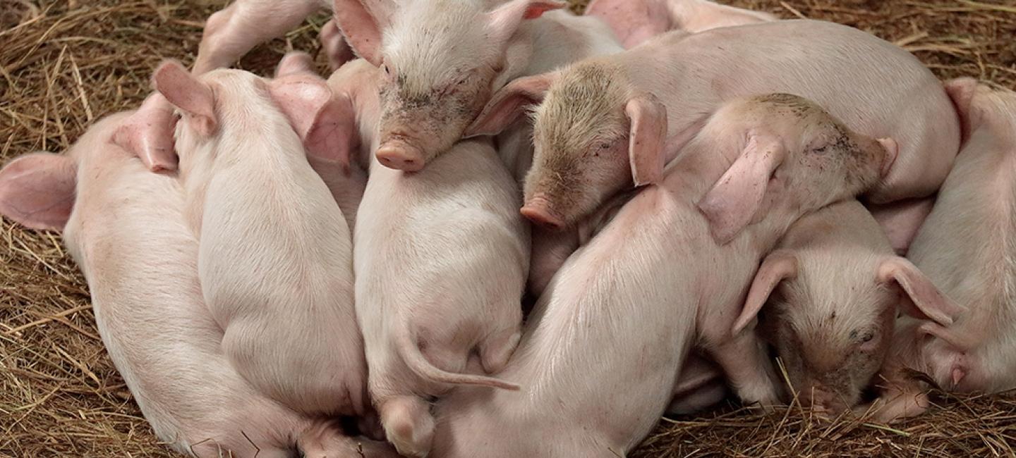 a gathering of piglets