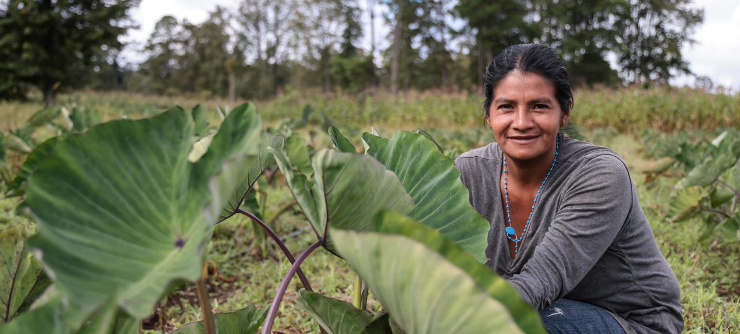 Una mujer sentada en un campo lleno de hojas de malanga.