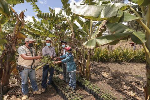 A RAÍCES agriculture technician, left, Nery and his two sons check plantain productio