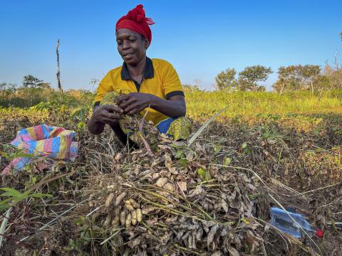 A woman harvests peanuts on her farm in Central African Republic.