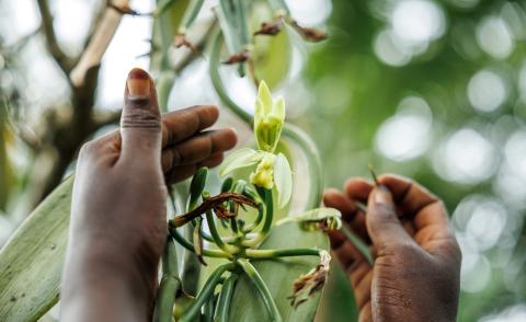 Vanilla flowers are pollinated by hand.