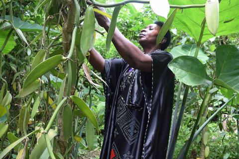 Farmer tends her vanilla plants in Uganda.