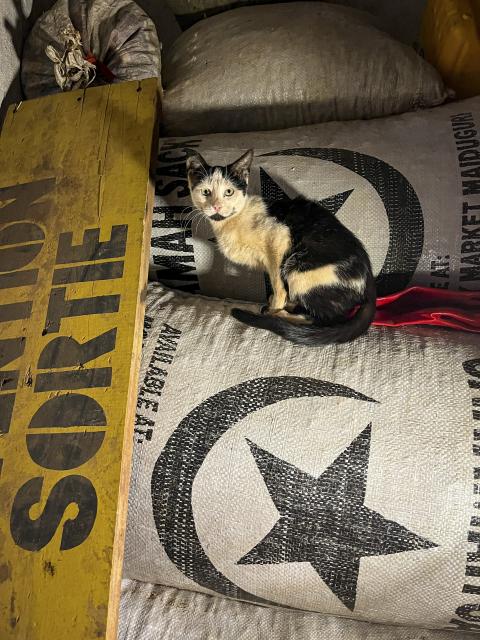 cat guards sacks of grain from mice