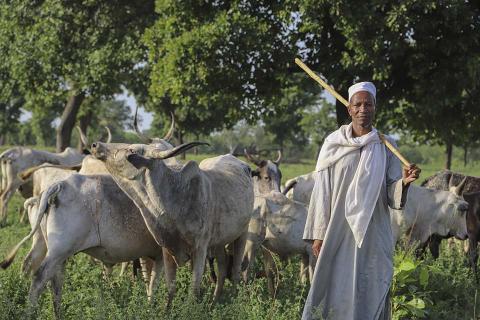 A man standing in a field with cows.