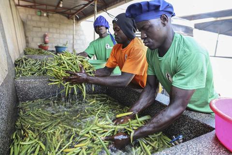 Men washing crops.