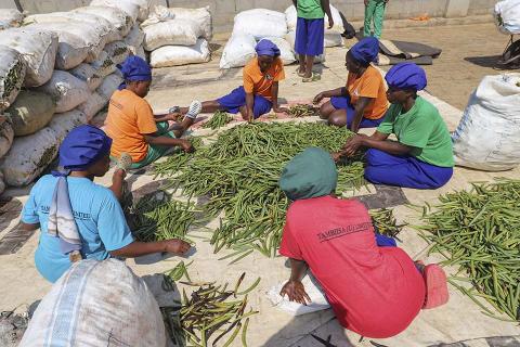 People sorting vanilla beans.