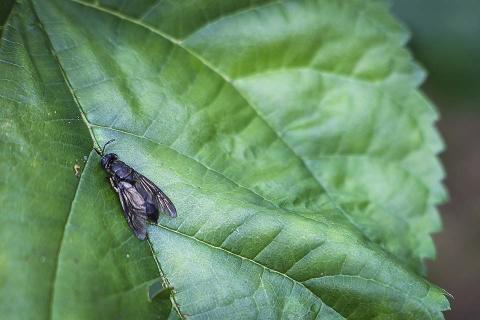A fly on a leaf.