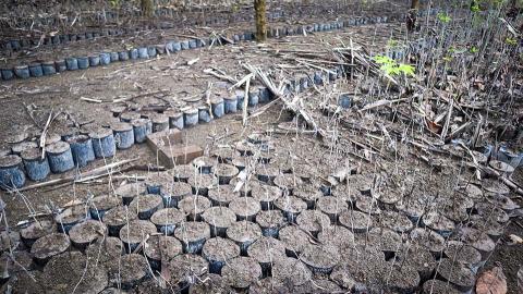 Plants in pots on the ground.