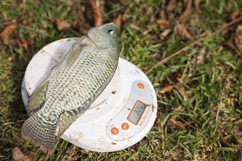 Weighing fish on a scale.