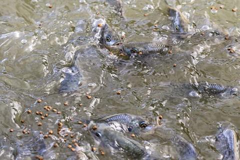 Feeding fish.