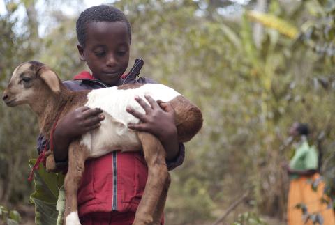 A young boy holding a lamb.